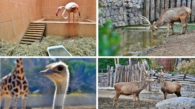 İzmir Doğal Yaşam Parkı’nın 54 sakini artık Uşaklı