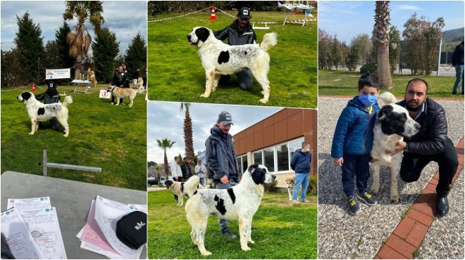 İzmir’in isim yapmış köpeklerinden ‘Laysan’ Sırbistan’a gidiyor