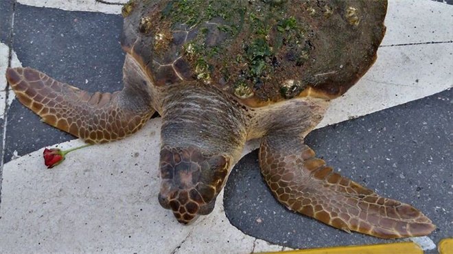 İzmir Körfezi’nde kıyıya vuran caretta caretta kurtarıldı 