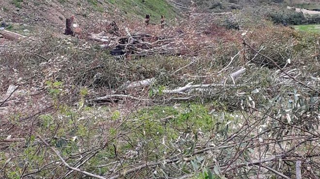 İzmir Pınarbaşında okaliptüs ağaçlarının kesilmesine büyük tepki