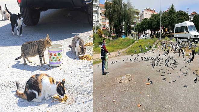 Karabağlar Belediyesi kuşları bile unutmuyor!
