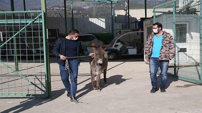 Karşıyaka’da başıboş eşek koruma altına alındı