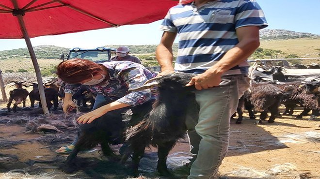 Kırkım yapıldı, şenlik gelecek seneye kaldı