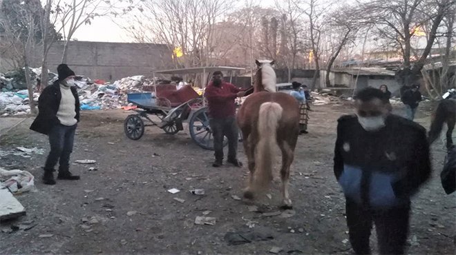 Konak zabıtası Atları kurtardı