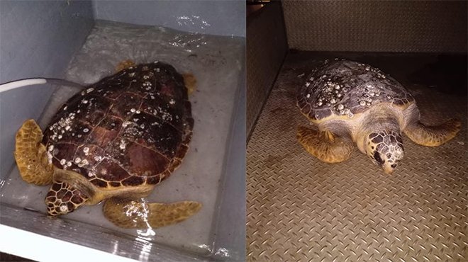 Körfez'de bulunan caretta ceratta DEKAMER'e gönderildi
