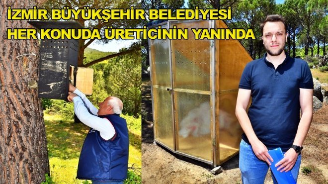 Kozak’ta çam fıstığı için mücadele sürüyor