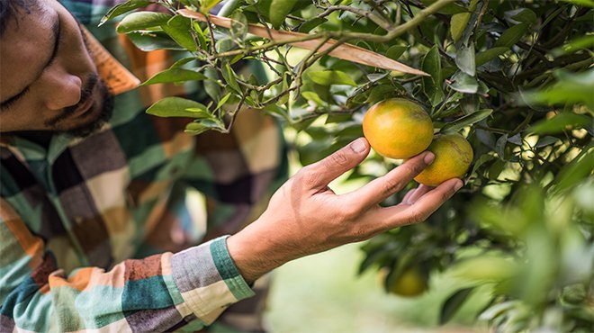 Limondaki ihracat kısıtlaması kaldırıldı