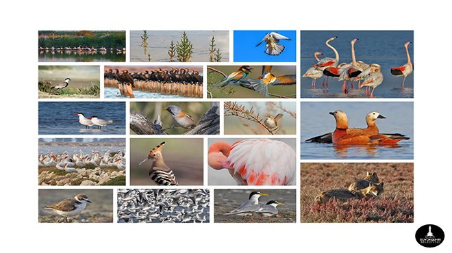 Mavişehir’e Flamingo Doğa Parkı geliyor