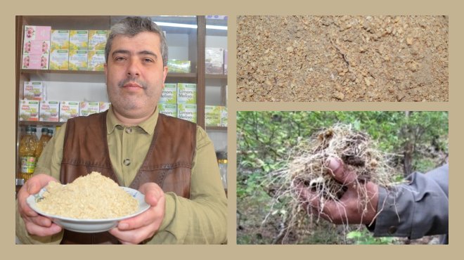 'MÜHRÜ SÜLEYMAN' BİTKİSİ ÇOK FAYDALI!..