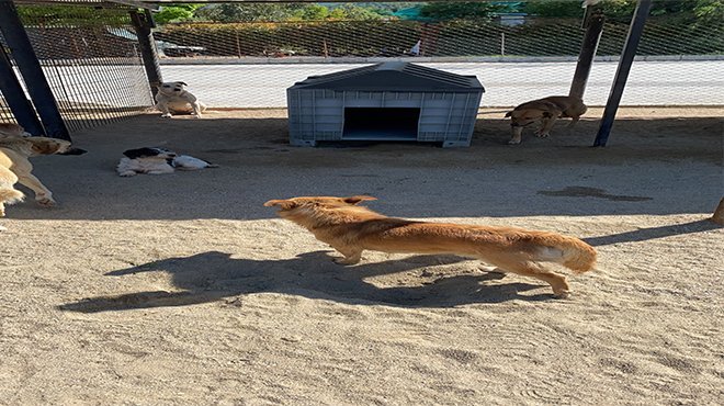 O köpekler AHBAP'a emanet