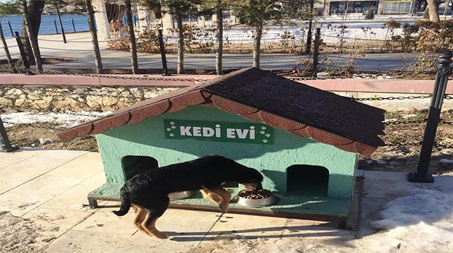 Ödemiş Belediyesi yaylalardaki sevimli dostları unutmadı