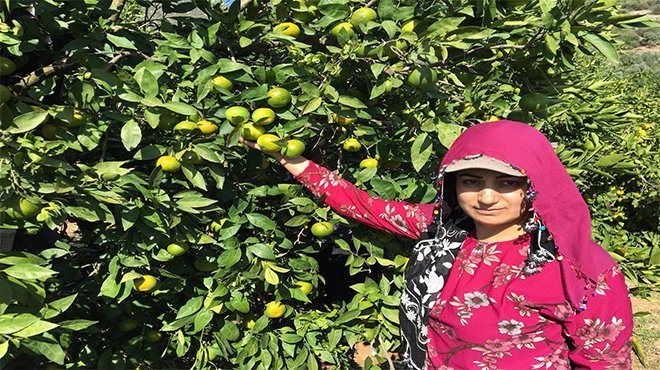 Satsuma mandalinanın ihracat yolculuğu 19 Ekim’de başlıyor