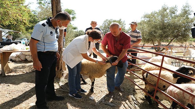 Seferihisar'da Kurbanlık Hayvan Pazarları her gün denetleniyor