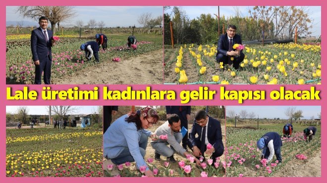 ŞEHZADELER BELEDİYESİ KENDİ LALESİNİ KENDİSİ ÜRETECEK