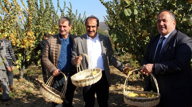 SELÇUK'TA AYVA HASADI COŞKUSU
