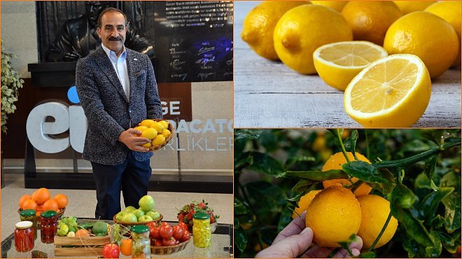 SEZONUN İLK LİMONU 15 EYLÜL’DE İHRACAT YOLCUSU