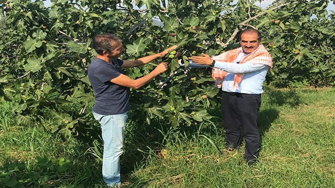 Siyah incir ihracatı 30 Temmuz’da başlıyor