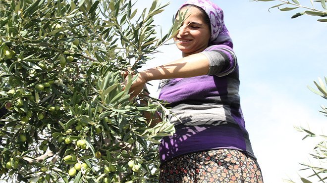 Sofralık zeytin ihracatında rekor