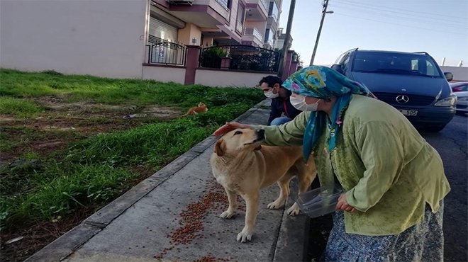 Sokak Hayvanları İçin 100 Ton Mama