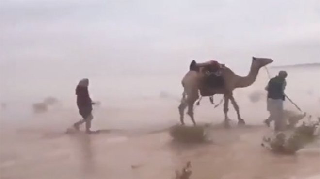 Suudi Arabistan’da karla kaplı çölde develerin yürüdü