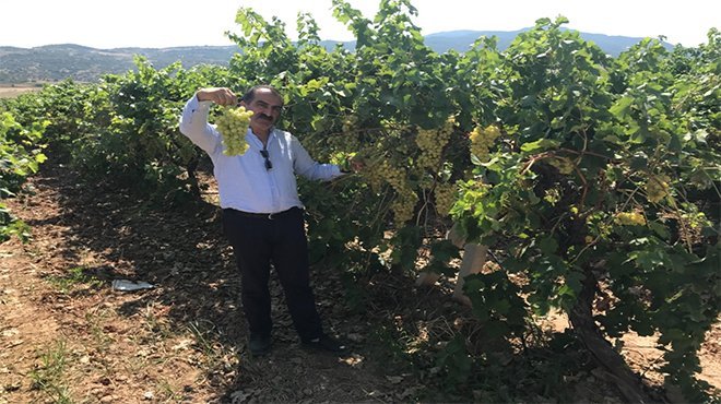 Taze üzüm ihracatı 150 milyon doları geçti