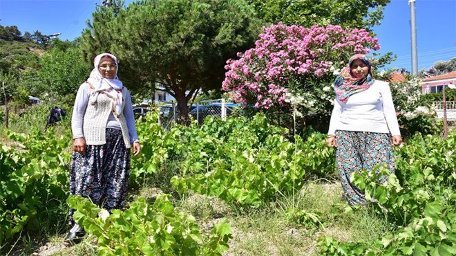 Tescilli Karabağlar üzümü bölge ekonomisine katkı sağlayacak