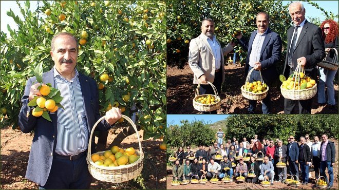 TÜRK MANDALİNASININ BAŞINA TALİH KUŞU KONDU