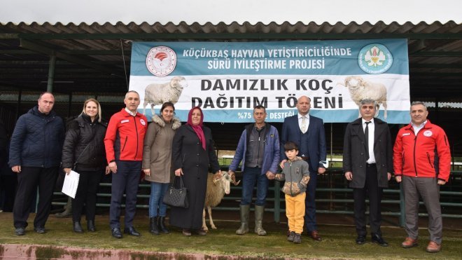 Manisa'da üreticiye damızlık koç desteği