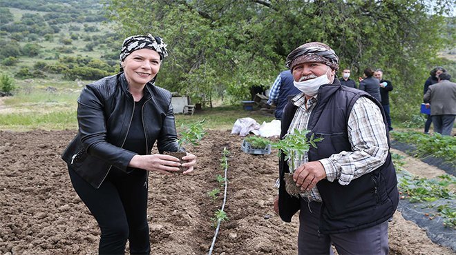 Yamanlar domatesinin dönüş yolculuğu başladı!