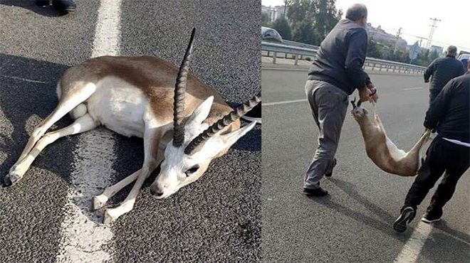 Yaralı ceylanı veterinere götürmek için aldılar telef oldu dediler