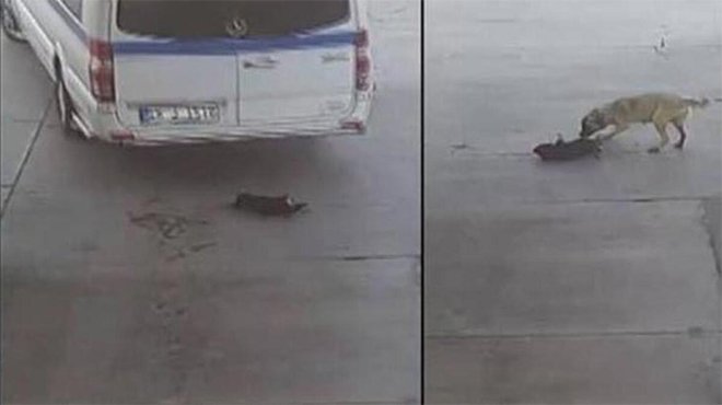 Yavru köpeği göz göre göre ezen sürücü: 