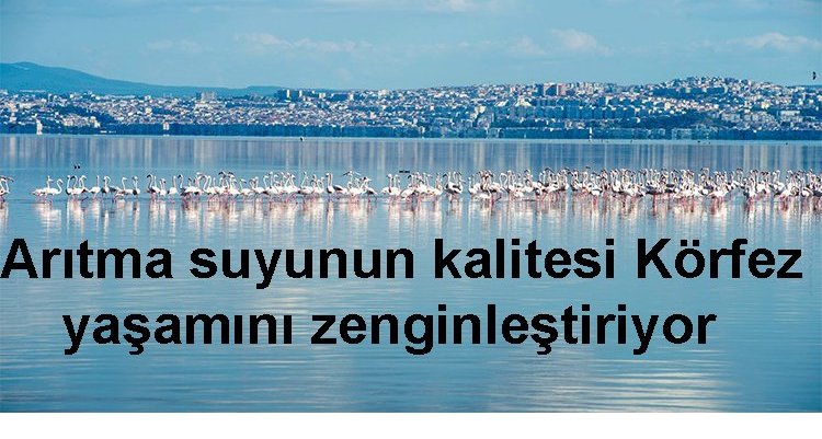 Arıtma suyunun kalitesi Körfez’deki yaşamı da zenginleştiriyor