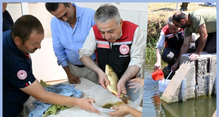 İZMİR'DE YETİŞTİRİLEN 6 MİLYON SAZAN BALIĞI İÇ SULARIMIZA BEREKET KATACAK!..