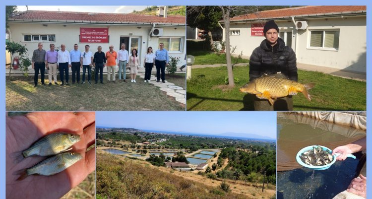 İZMİR SULARINA 5 MİLYON YAVRU SAZAN