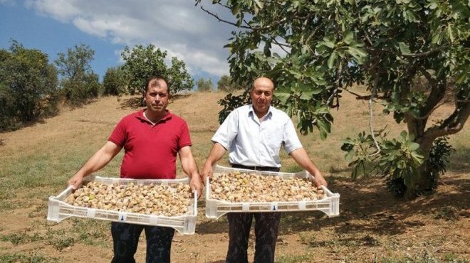 İncirde Kerevet Bereketi